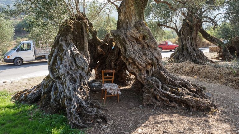 Tūkstantmečiai alyvmedžiai. Kreta, Graikija | Mano Kreta