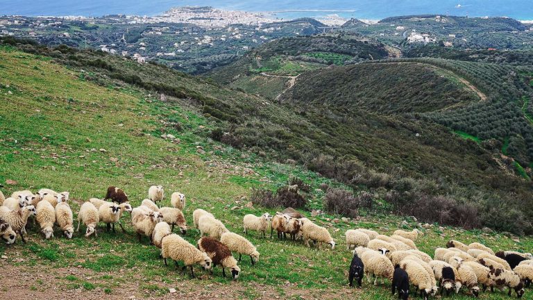 Vrysinas – šaltinių kalnas šalia Retimno. Besiganančios avys ir Retimno panorama tolumoje. Kreta, Graikija | Mano Kreta