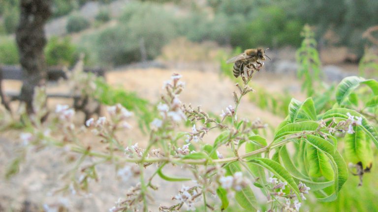 Citrininė verbena. Bitės renka medų. Kreta, Graikija | Mano Kreta