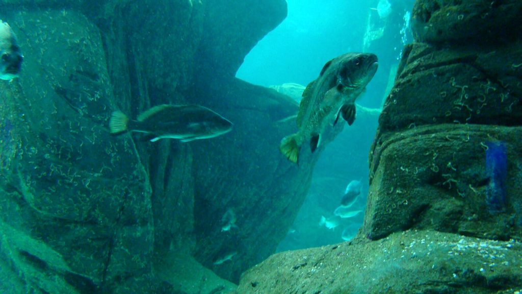 „Cretaquarium“ – didžiausias akvariumas Graikijoje. Kreta, Graikija | Mano Kreta