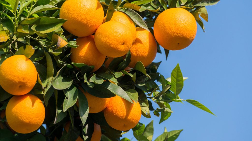 Derliaus laikas. Apelsinai. Kreta Graikija | Mano Kreta